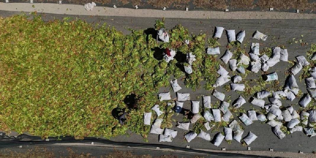 Havalar sıcak, hasat zorlayıcı! Her şeye rağmen ekmek mücadelesi sürüyor: Kilosu 165 TL’den veriliyor 5